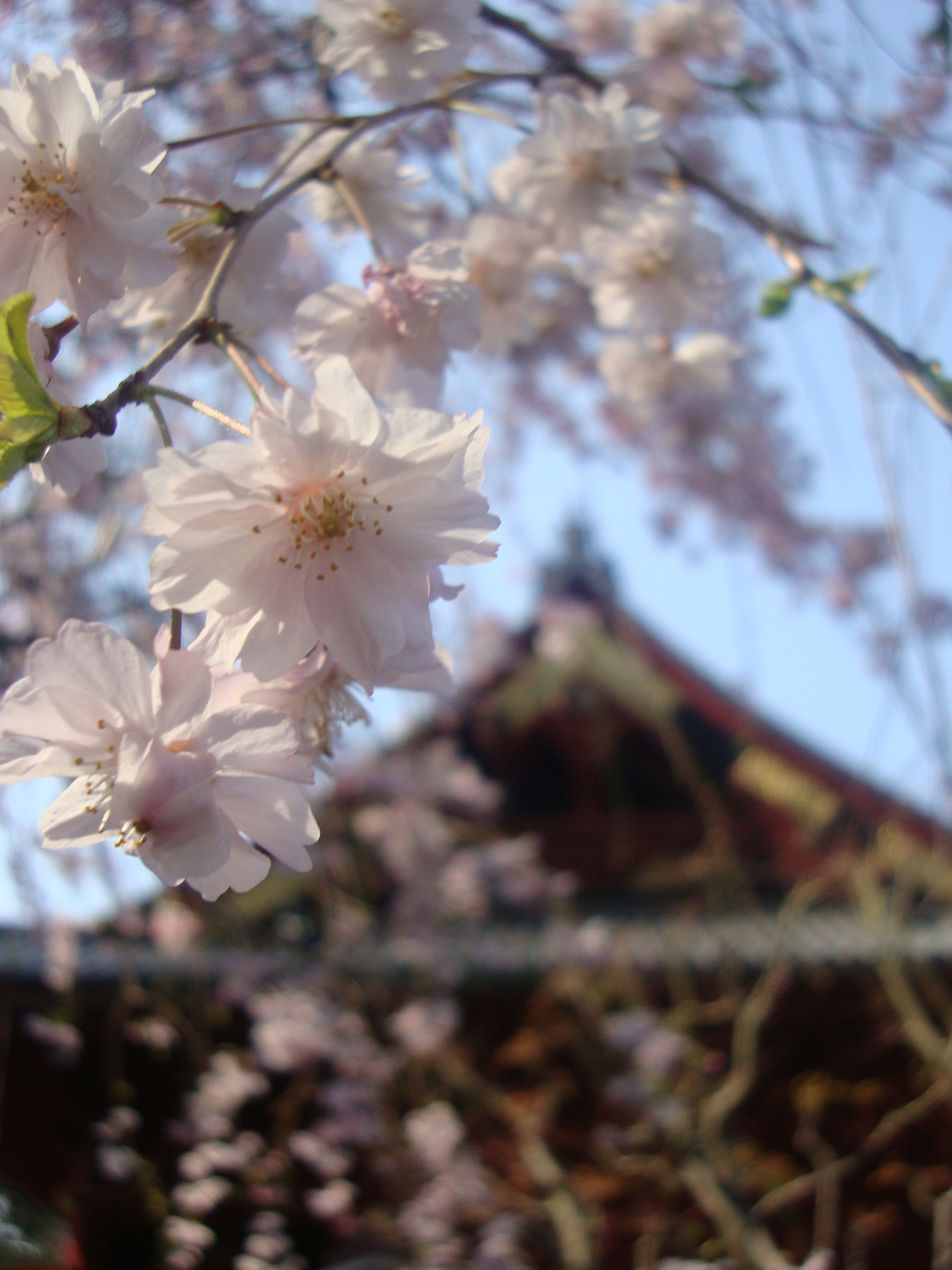 Tokyo flores